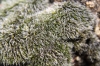 Grimmia orbicularis / Grimmia pulvinata
