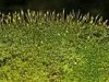 Gymnostomum calcareum Gymnostomum calcareum