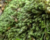 Hedwigia stellata Hedenäs Hedwigia stellata Hedenäs