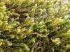 Hygrohypnum luridum Hygrohypnum luridum