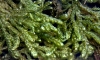 Hypnum jutlandicum Holmen & E. Warncke Hypnum jutlandicum Holmen & E. Warncke