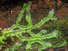 Lophocolea heterophylla (Schrad.) Dumort.