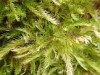 Orthothecium intricatum