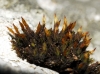 Orthotrichum anomalum Hedw. Orthotrichum anomalum Hedw.