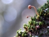Orthotrichum cf. pallens Bruch ex Brid. Orthotrichum cf. pallens Bruch ex Brid.