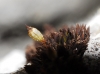Orthotrichum cupulatum Hoffm.