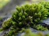Orthotrichum diaphanum Brid. Orthotrichum diaphanum Brid.