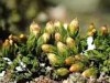 Orthotrichum pumilum Orthotrichum pumilum