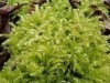Oxyrrhynchium speciosum