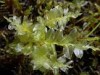 Plagiomnium elatum Plagiomnium elatum