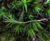 Polytrichum formosum Hedw. Polytrichum formosum Hedw.