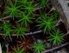 Polytrichum juniperinum Hedw. Polytrichum juniperinum Hedw.