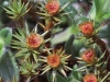 Polytrichum piliferum Hedw. Polytrichum piliferum Hedw.
