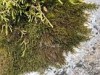 Pseudoleskeella catenulata