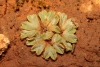 Riccia sp.