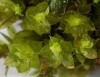 Rosulabryum laevifilum Rosulabryum laevifilum