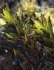 Schistidium atrofuscum Schistidium atrofuscum