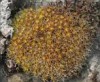 Syntrichia calcicola Syntrichia calcicola