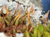 Syntrichia laevipila Brid. Syntrichia laevipila Brid.