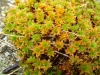Syntrichia montana Nees Syntrichia montana Nees