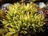 Tortella inclinata Tortella inclinata