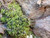 Tortula inermis Tortula inermis