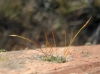 Tortula muralis Hedw. Tortula muralis Hedw.