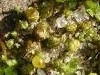 Tortula acaulon Tortula acaulon