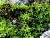 Trichostomum brachydontium Bruch Trichostomum brachydontium Bruch