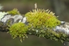 Ulota crispa / Ulota bruchii Ulota crispa / Ulota bruchii