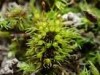 Weissia longifolia Weissia longifolia