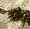 aff Orthotrichum aff Orthotrichum