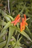 Aloe ciliaris Haw.
