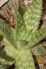 Aloe maculata All.