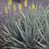 Aloe vera (L.) Burm.f.