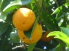 Citrus x sinensis (L.) Osbeck