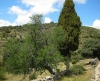 Cupressus sempervirens L.