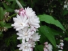 Deutzia scabra Thunb. 'Plena'