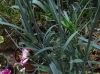 Dianthus caryophyllus L.