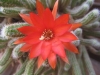 Echinopsis chamaecereus 3 de 4