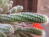 Echinopsis chamaecereus 4 de 4