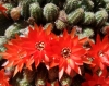 Echinopsis chamaecereus H.Friedrich & Glaetzle