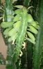 Euphorbia trigona Mill.