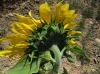 Helianthus annuus L.
