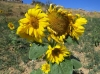 Helianthus annuus L.
