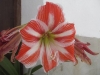 Hippeastrum vittatum (L'Hr.) Herb.