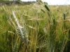 Hordeum vulgare L.