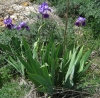 Iris germanica L.