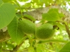 Juglans regia L.