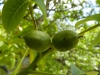 Juglans regia L.